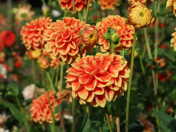 Acheter une piscine à reims : guide pour faire le bon choix